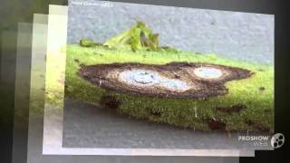 Alternaria  fungi kingdom [upl. by Phiona]