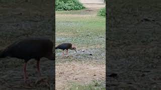 Earthworms treat for the Red Naped Ibis grossly pulling amp swallowing them [upl. by Ahsilef]