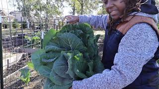 Harvesting Collards and Fertilizing the Garden [upl. by Kirwin6]