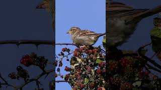 Little Sparrows eat fruit in Autumn  Bird sounds birds [upl. by Aroda]