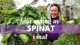 Stor spinatavling i mai [upl. by Gnov644]