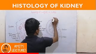 Histological Diagram of Kidney  Histology  UHS [upl. by Teerprah]