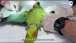 Implante de penas devolve a capacidade de voo das aves [upl. by Vachil]