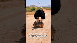 Ostrich  The male ostrich is protecting his familys babies from the sun [upl. by Ylam855]