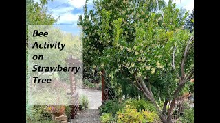 Bee Activity on Strawberry Tree Arbutus unedo Compacta [upl. by Trilley]