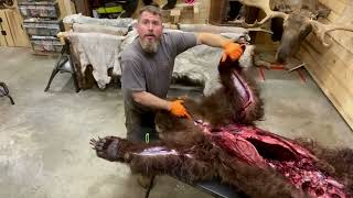 How to Skin a Bear Part 2 Skinning a Grizzly Bear alaska taxidermy taxidermist bearhunting [upl. by Neirol]