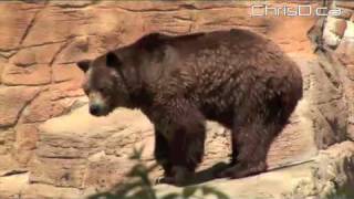 Waldo the Grizzly Bear  Assiniboine Park Zoo  Winnipeg Manitoba [upl. by Mulderig]