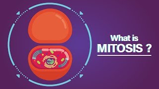 What is Mitosis [upl. by Nomor]