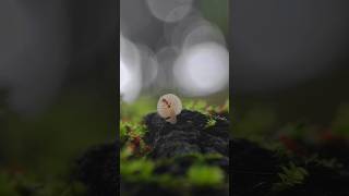 MYCENAE AMONG THE MOSSES A PRICELESS GEM TO FIND shorts youtubeshorts viralvideo shortvideo [upl. by Ditzel]