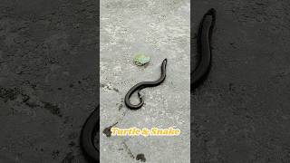 First Time Turtles and snake🐍🐢 turtle fish shorts snake babyturtles [upl. by Marlo]