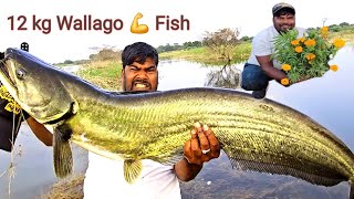 12 kg Big Wallago Pathan Fish catching Video  Traditional Fishing Techniques  Fishing [upl. by Nagaem]