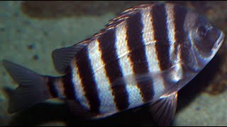 Facts The Sheepshead [upl. by Byrn]