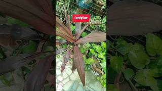 Cordyline or Tplant care amp Propagation cordyline tplant [upl. by Sitnalta588]