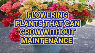 Beautiful flowering plants that can grow without maintenance  Low maintenance balcony garden plants [upl. by Annorah704]