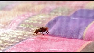 The housefly is a fly of the suborder Cyclorrhapha [upl. by Fiertz837]