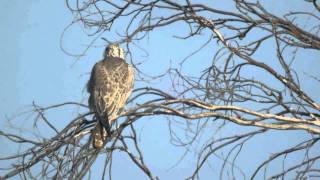 Saker Falcon  Falco cherrug [upl. by Cupo]