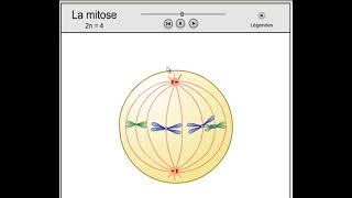 La mitose [upl. by Weisman]