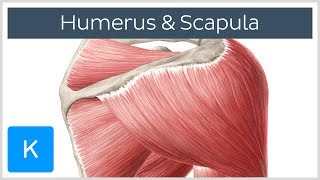 Muskeln des Humerus und der Scapula  Anatomie des Menschen  Kenhub [upl. by Nnaeinahpets373]