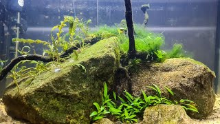 Mein erstes Aquarium Teil 10  Woche 2 [upl. by Esirahs]