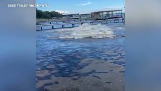 Herd of manatees spooked by golden retriever trying to get closer look  ABC7 Chicago [upl. by Teage]