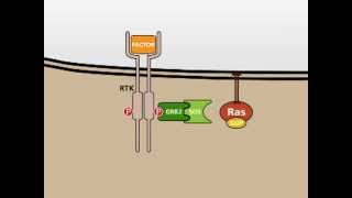 The MAP Kinase MAPK signalling pathway [upl. by Cooperstein]