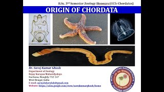 Dipleurula concept and Echinoderm theory of origin of chordates [upl. by Banwell]