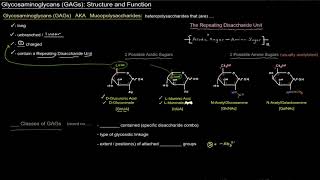 Glycosaminoglycans GAGs Structure and Function  Intro free sample [upl. by Nus]