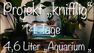 46 Liter „Aquarium“ aquarium aquaristik [upl. by Inahpets946]