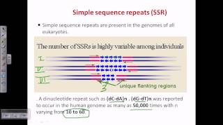 Simple sequence repeat SSR or microsattelite [upl. by Aidnyl314]