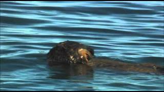 Honey Badger Narrates The Precious Sea Otter [upl. by Parks]