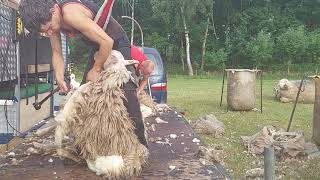 Johannes Kloosterman en Tom scheren onze 470 schapen [upl. by Ylro]