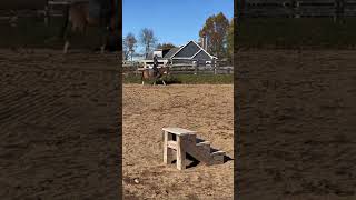 BDF Getting ready for ky horsepark Leo is a little soldier bestmoments equestrian pony [upl. by O'Toole139]