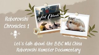 Lets talk about the BBC Wild China Roborovski Hamster Documentary  Roborovski Chronicles PODCAST 1 [upl. by Tanney]