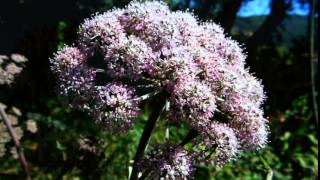 Oenanthe crocata  hemlock water dropwort  deadliest plant in UK [upl. by Fernanda538]