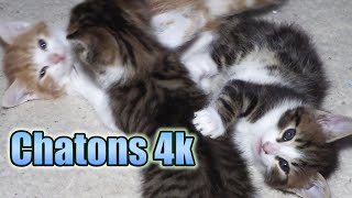 Chatons trop mignons en 4K petits chats rigolos qui se battent et jouent entre frères et sœurs [upl. by Giacinta]