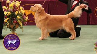 WKC Archives Golden Retriever Andy [upl. by Lewanna]