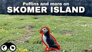 THOUSANDS of PUFFINS SKOMER ISLAND  Tips for visiting Skomer in 2024 [upl. by Eilama]