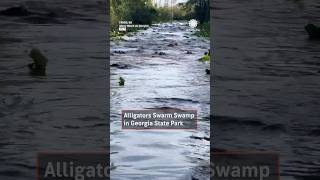 Alligators Swarm Swamp In Georgia State Park [upl. by Roselia]