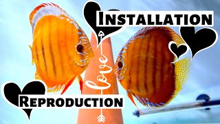 INSTALLER un AQUARIUM de REPRODUCTION pour DISCUS [upl. by Mazlack]