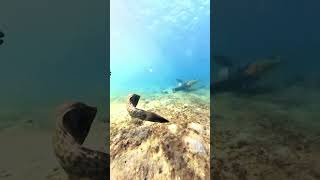 Scrawled Filefish and Rainbow Parrotfish Snorkeling Phil Foster Memorial Park [upl. by Jessen]