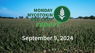 Monday Mycotoxin and Crop Report for September 9 2024 [upl. by Panthia]