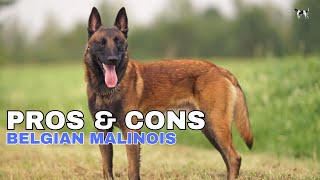 Belgian Malinois The Pros and Cons of Owning One [upl. by Ringsmuth]