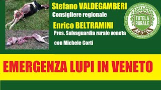 Emergenza lupi in Veneto [upl. by Ahilam136]