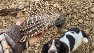 Chasse Au Petit Gibier Au CAL 20 Faisan Perdreau Pigeon [upl. by Eedeed]