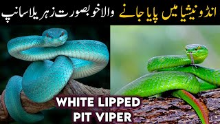 White Lipped Pit Viper Documentary  Trimeresurus albolabris [upl. by Marco]