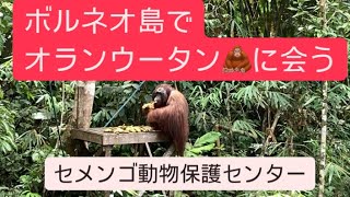 マレーシア🇲🇾ボルネオ島でオランウータンに会う [upl. by Ameyn]