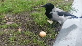 Взрослый самец оставляет яйцо слабым воронам  Adult crow Pantsy Sr leaves egg to low ranking crows [upl. by Geordie]