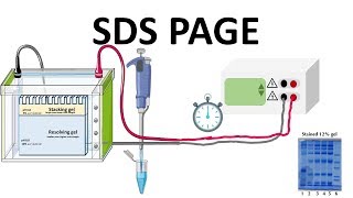 SDS PAGE  How does it works [upl. by Mariann]