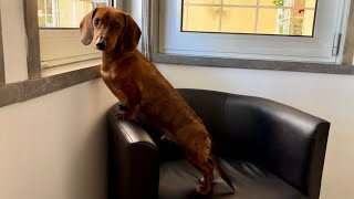 Mini dachshund guard dog compilation [upl. by Newlin124]