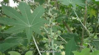 Herbal Medicine  Ricinus communis  Natural Remedy for Rheumatism [upl. by Aelber157]